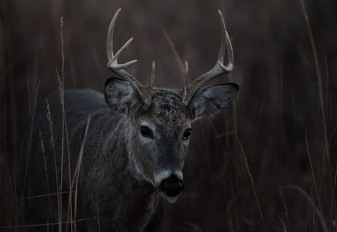 White-tailed buck photographed by Benkis Photography