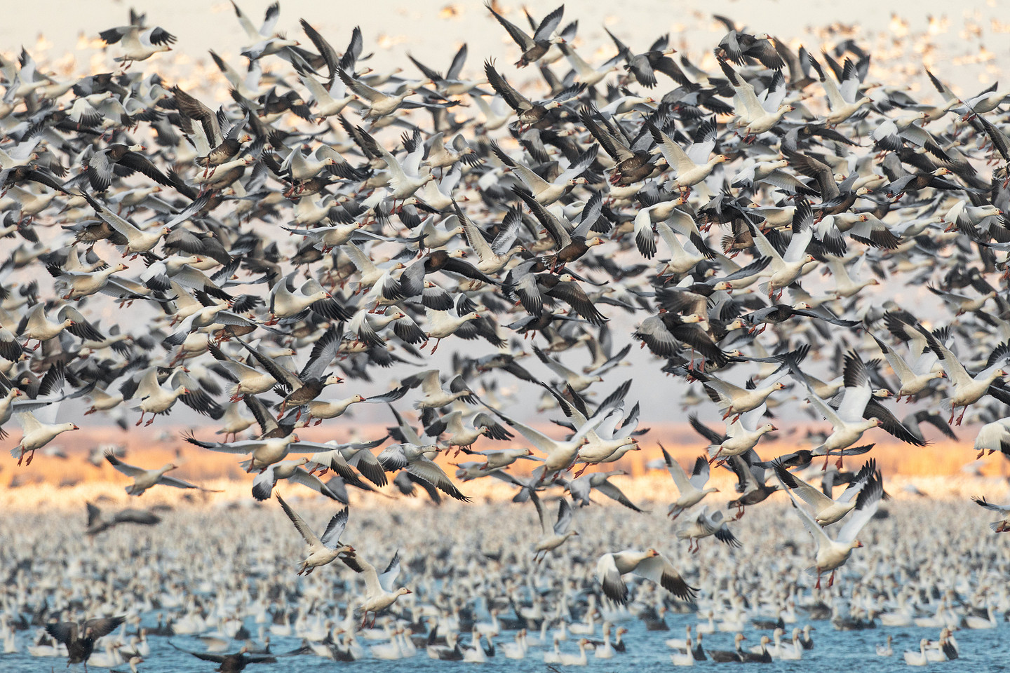 Large snow goose migration photographed by Benkis Photography