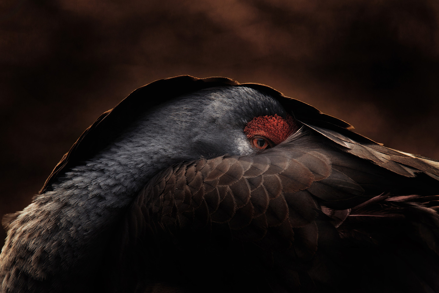 Fine art sandhill crane wildlife photograph by Benkis Photography