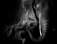 Mother's Love