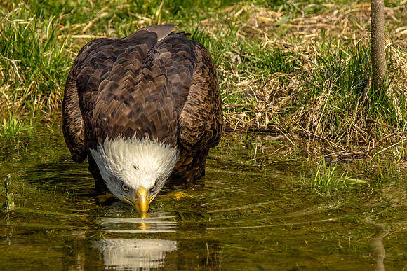 Bald Eagle Cooling Off