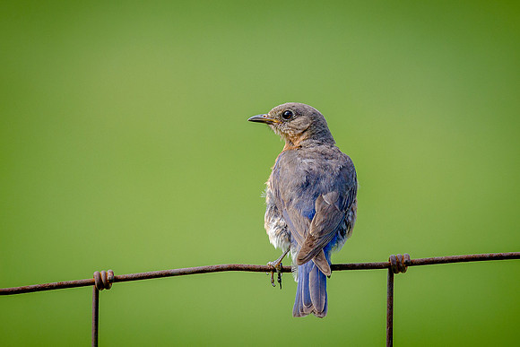 Bluebird on a fence