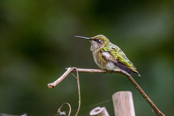 Ruby Throated Hummingbird