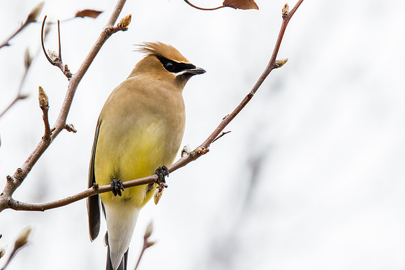 Cedar Waxwing