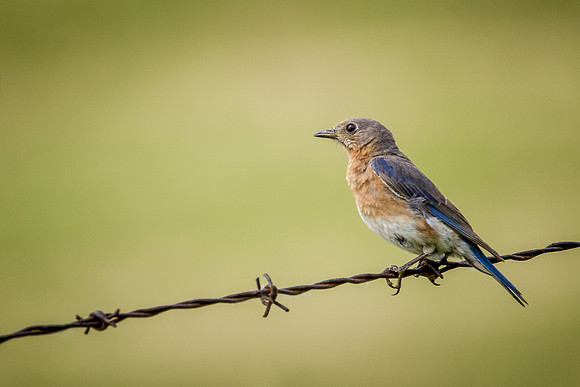 Eastern Bluebird on Barbed Wire