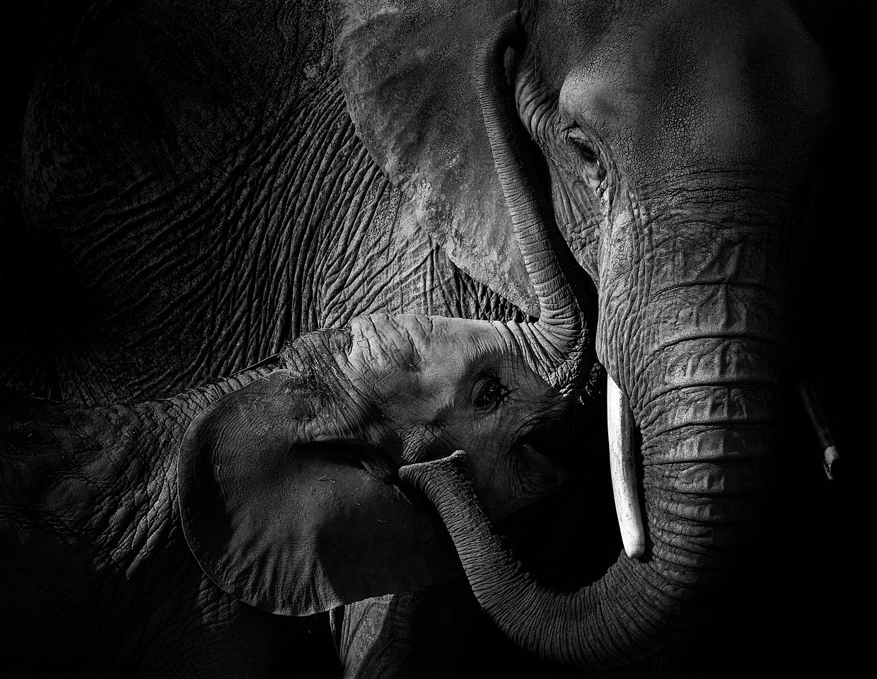 Black and white fine art elephant family photograph by Benkis Photography