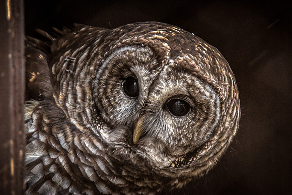 A Curious Barred Owl