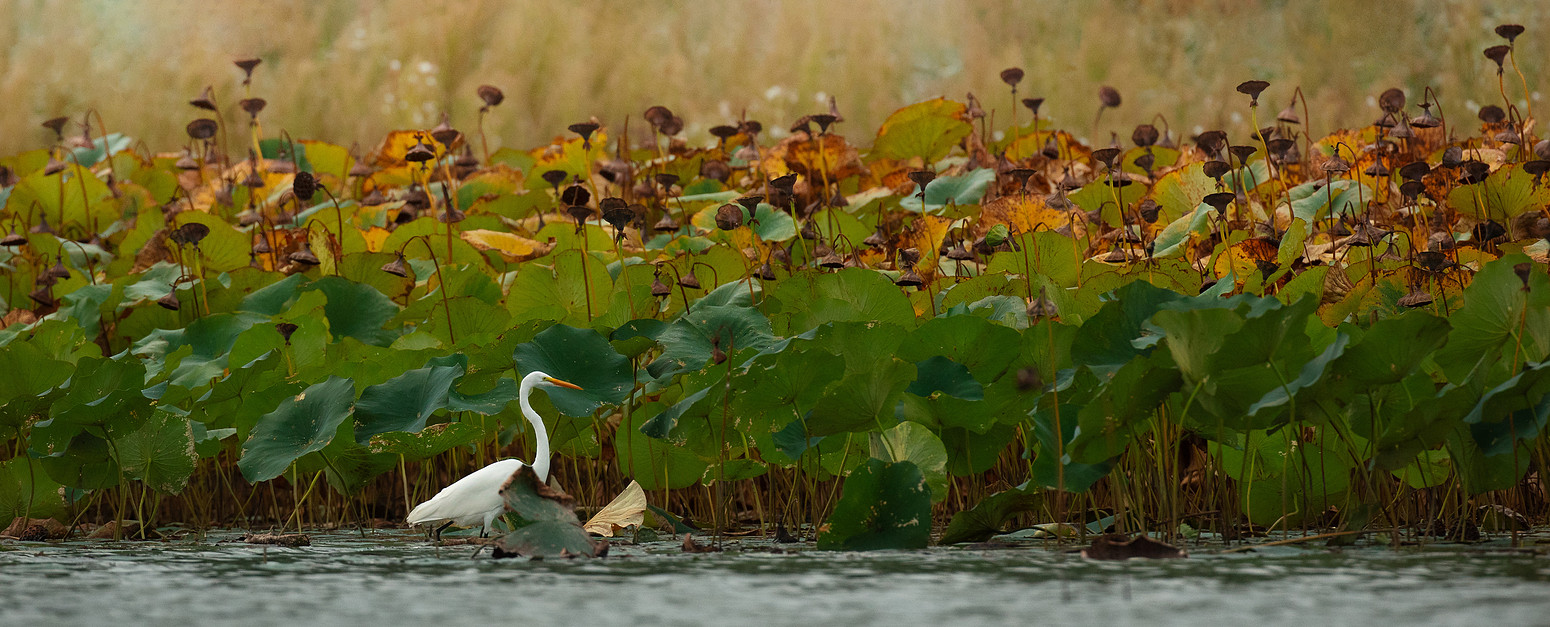 Egret among lotus plants photographed by Benkis Photography